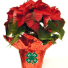 poinsettia