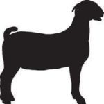 Black drawing of a goat