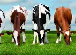 dairy cattle