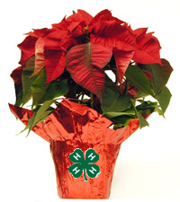 red poinsettia plant with 4-H Clover