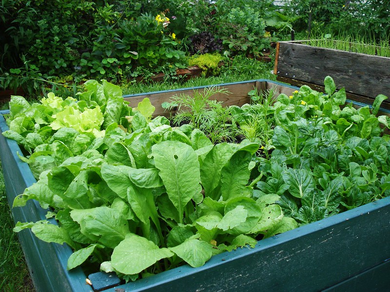 Raised bed gardening