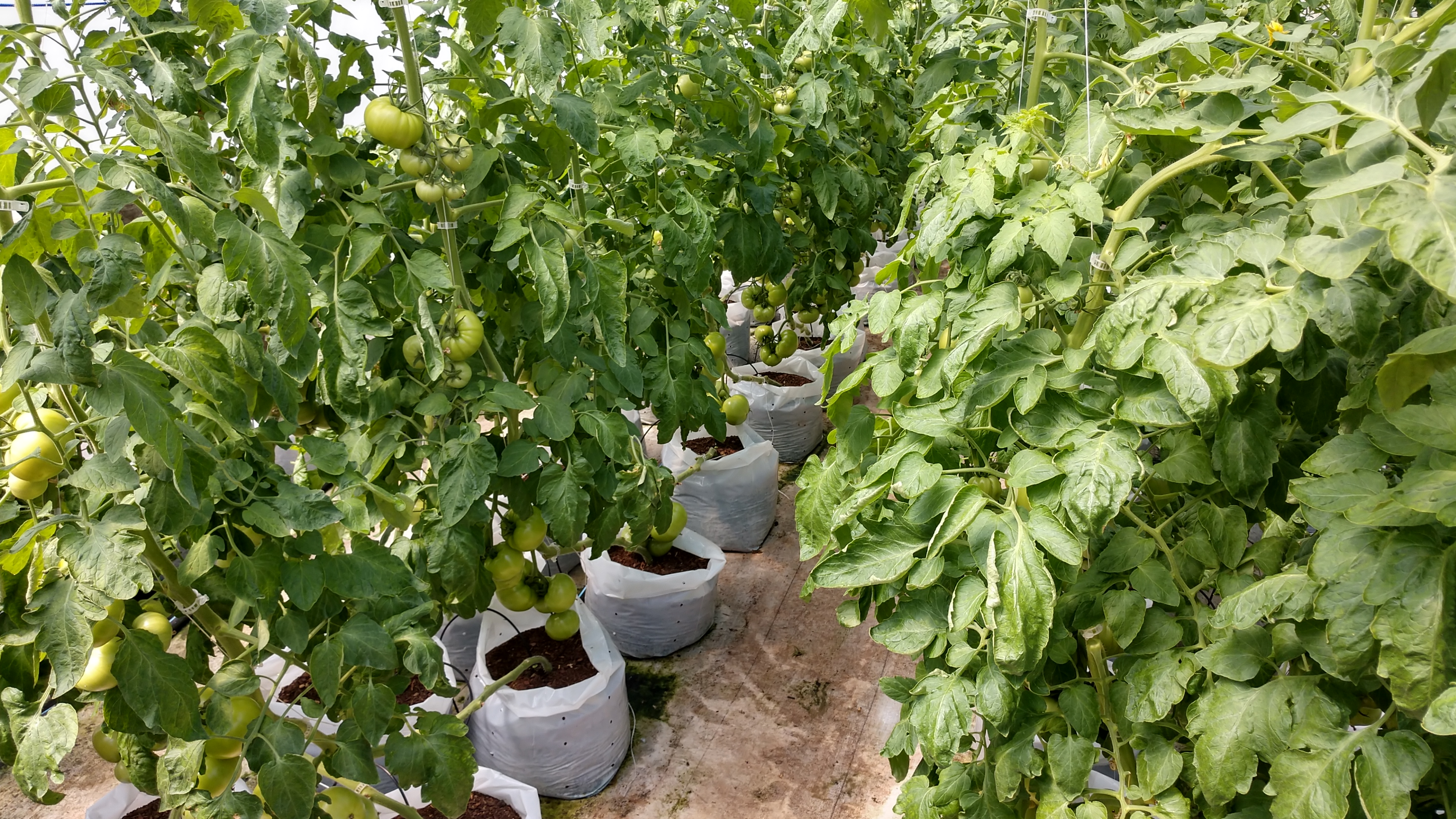 Tomato Plants in Containers