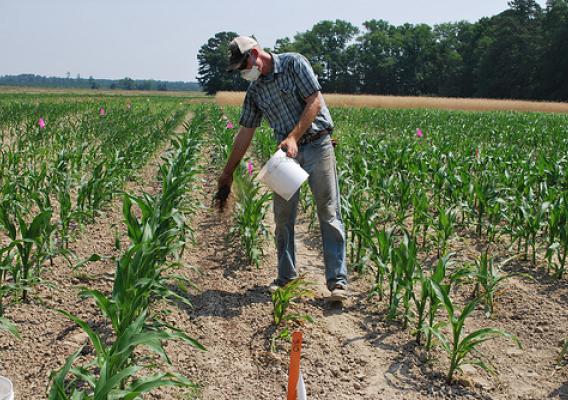 farmer in field of corn