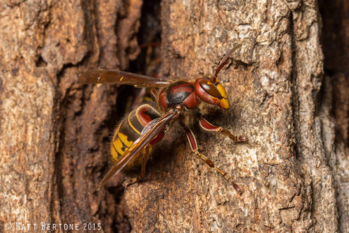 vespa-crabro-worker