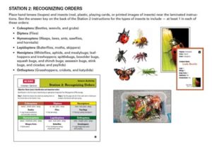 Insect Orders Station