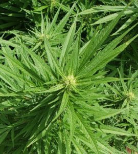 Cover photo for 2021 WNC Hemp Grower Meeting