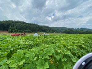 Cover photo for Attend a Produce Safety Alliance Training in NC