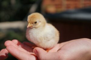 Person holding a chick