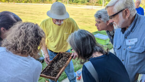 looking at a frame of bees