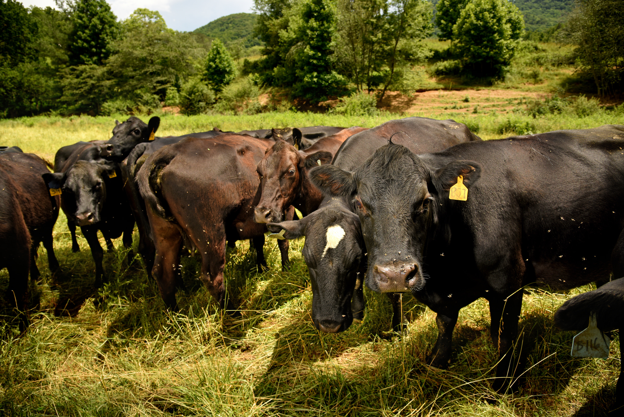 Cattle grazing in a field.