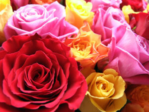 Close-up on a bouquet of variously colored roses.